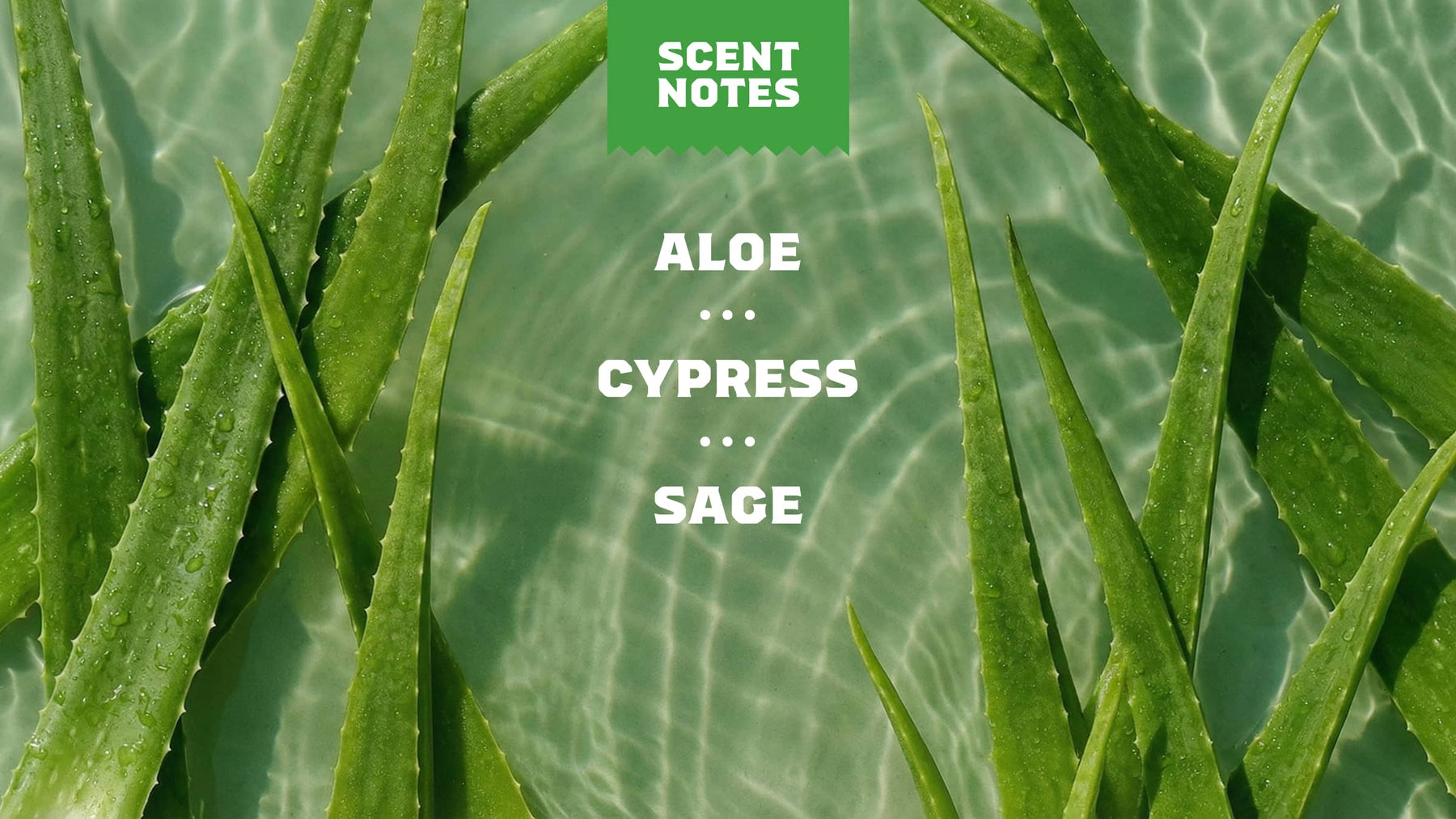Cool Fresh Aloe Lotion - Clear Balance