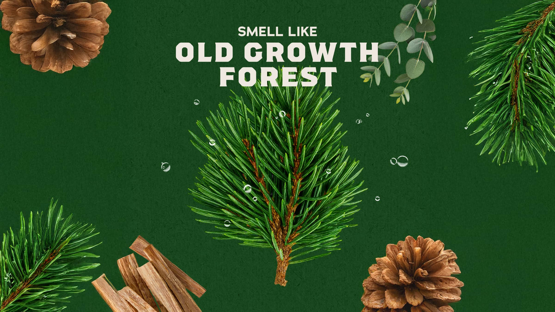 14 oz Pine Tar Body Wash - Fresh Notes