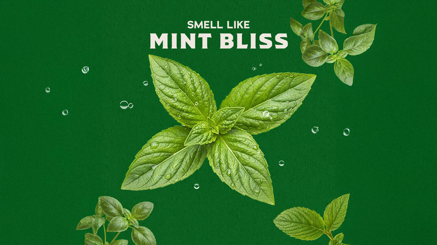Spearmint Basil - Smooth Touch